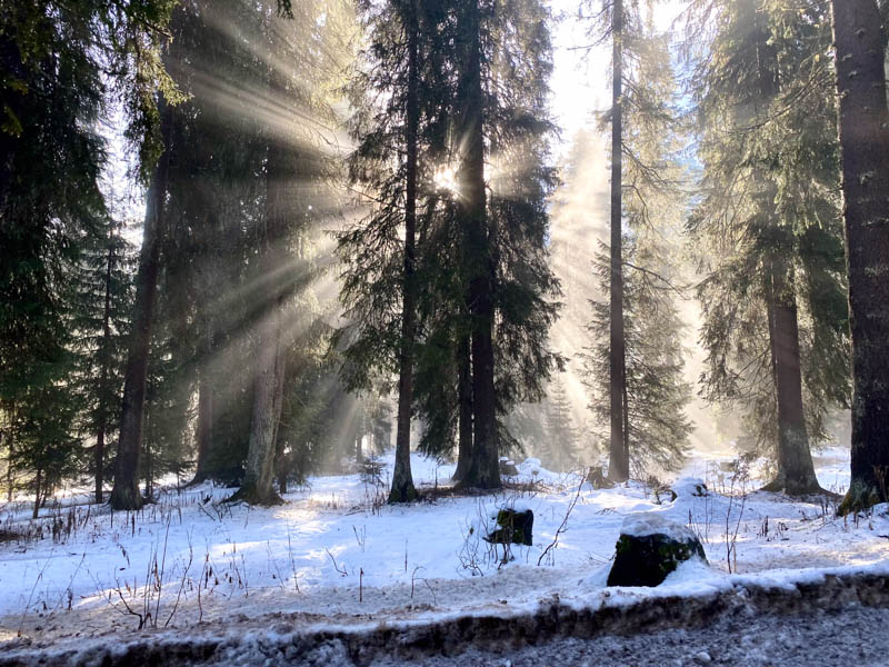 Fichtenwald, Schnee, Sonnenstrahlen